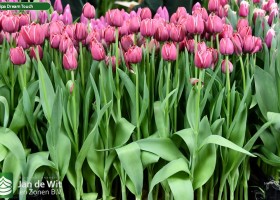 Tulipa Dream Touch ® (1)